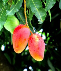 Lire la suite à propos de l’article Mars marque le retour des fruits de saison au Bénin