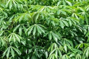 Manioc : une matière première aux multiples possibilités de transformation