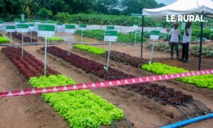 Horticulture : Hollande Greentech ouvre ses portes et dévoile les clés d’une production plus rentable.